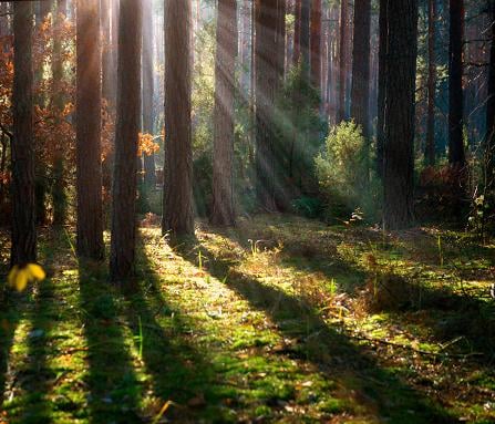 The EvoLLLution | Seeing the Forest and the Trees Seeing the Forest and the Trees