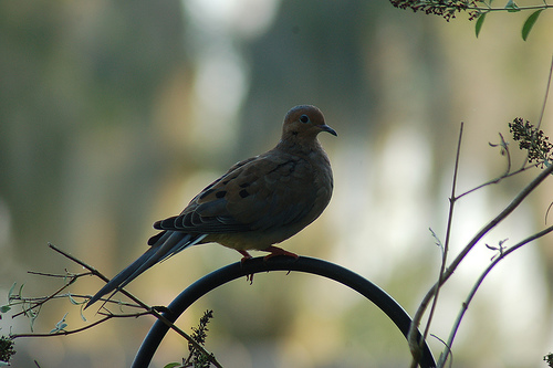 little bird