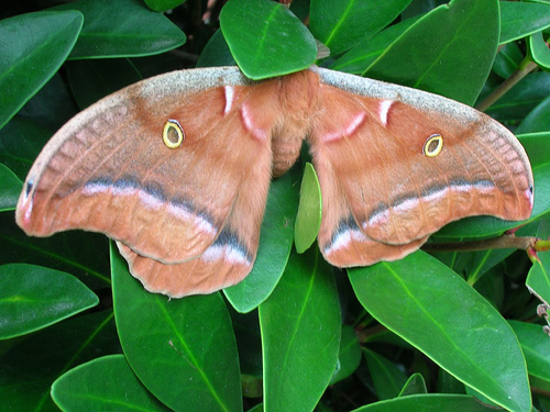 The Moth: A Method To Improve Students Speaking Skills 