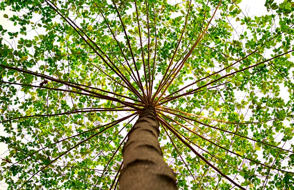 The EvoLLLution | Branches, Roots and Blossoms: All One Tree