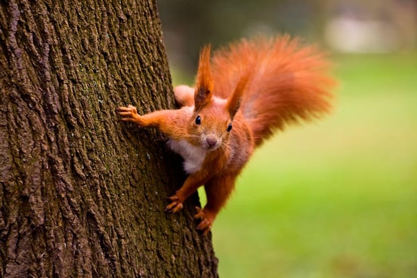 The EvoLLLution | Beware the Whammy Induced Frisky Squirrel Syndrome