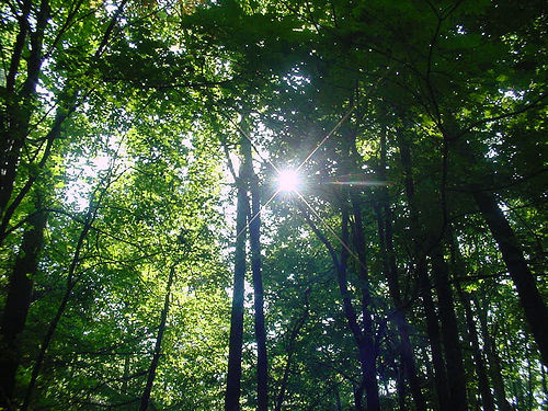 sun peeking through